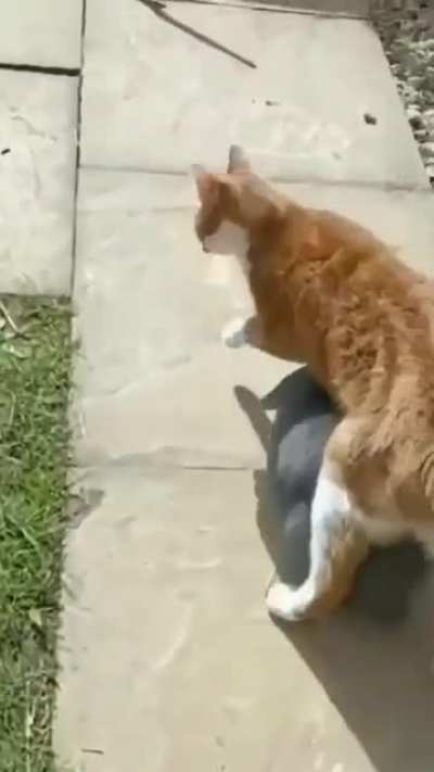 rabbit hiding from the sun