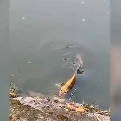 a carp fish with a 