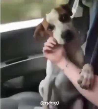 This dog's reaction to getting adopted