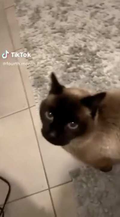 He doesn’t know how to meow