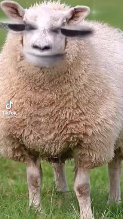 Baaaa