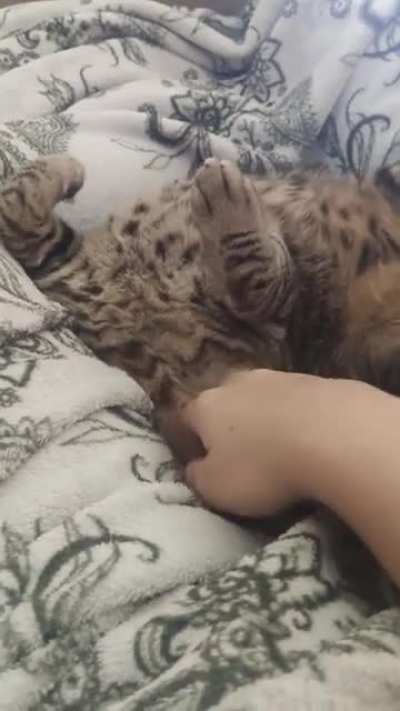 А ты погладил своего Кота?