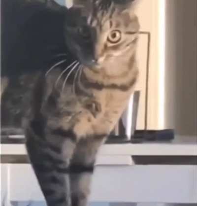 Too much catnip
