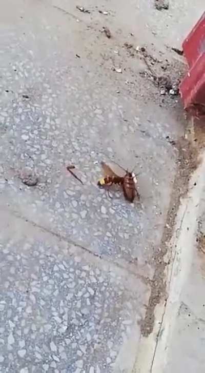 This is a Mini National Geographic!!!