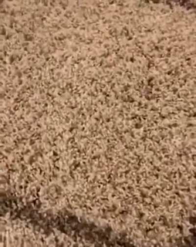 What are those?
