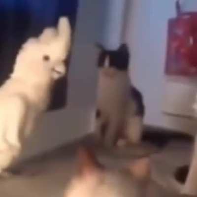 yes (loud)