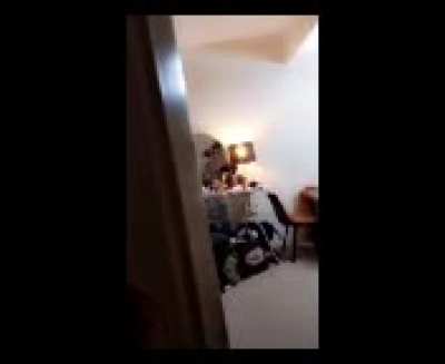 WCGR teasing a cat