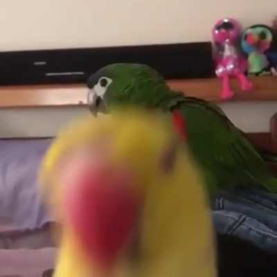 Nice birb