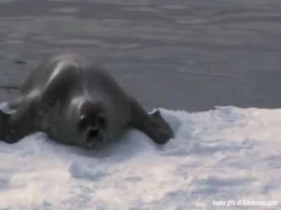 This stealthy orca slowly pulls a massive sea lion into the water