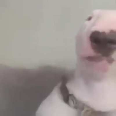 Cachorro BeatBox FDS?