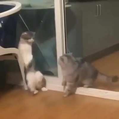 Cat has no follow through