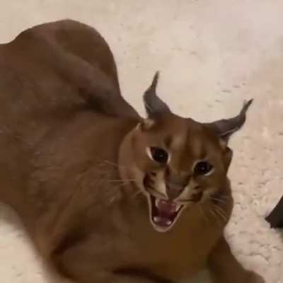 I'm in LA Btw