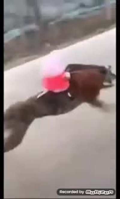 Shinzow wo sassageyo creditos ao canal ( san)