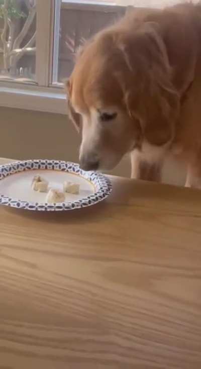 Cute breakfast with the doggo