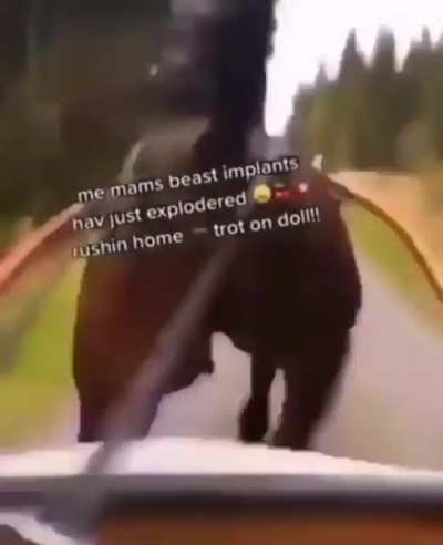 🐴🍑😈