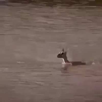 Mother sacrifice her life for her baby