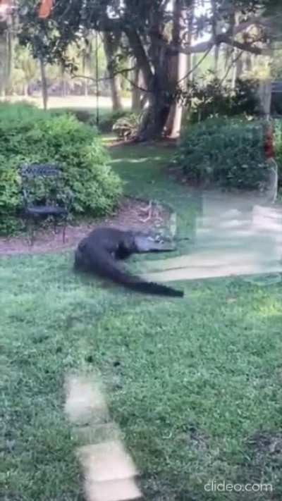 Unfriendly visitor at home