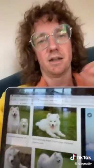 Samoyeds