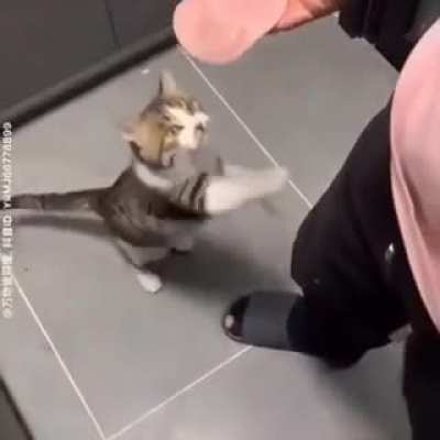 bonk?