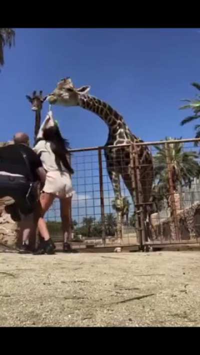 Feeding the giraffe 🦒