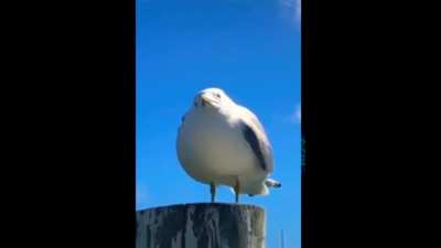 Stephen Seagull reacts to 2g1c