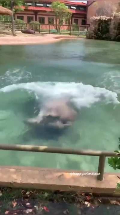 🦛