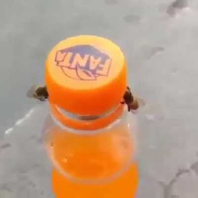 Waps open up a bottle