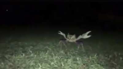 where’d he go