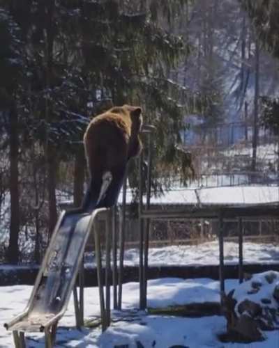 A bear goes tobogganing