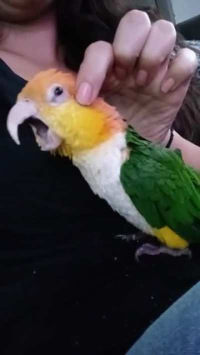 So if you squeeze right behind the eyes, it adjusts the screm volume.