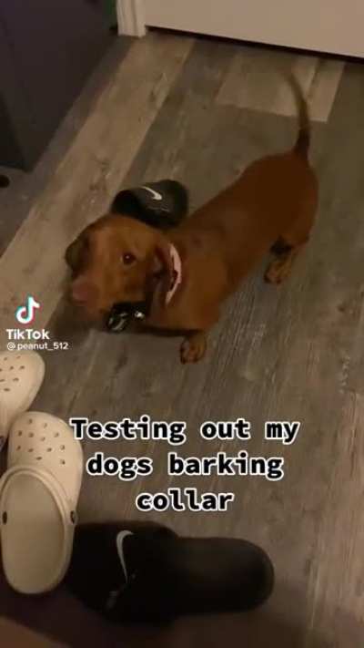 Testing out new bark collar
