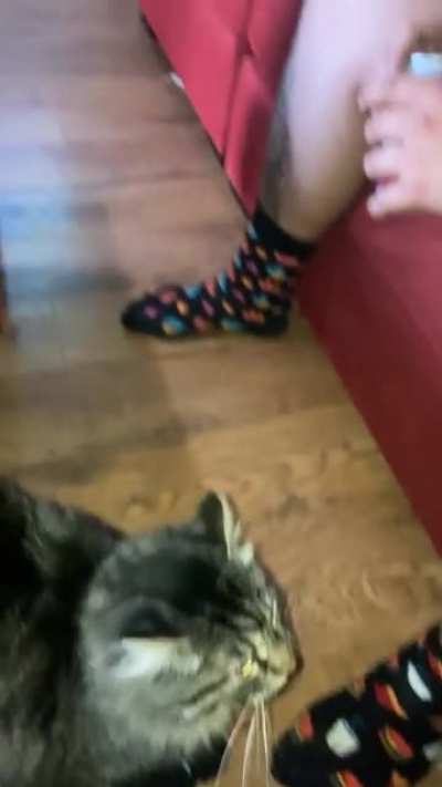I think our other cat is jealous of the new addition.