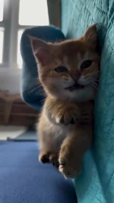 Say Good morning to kitty
