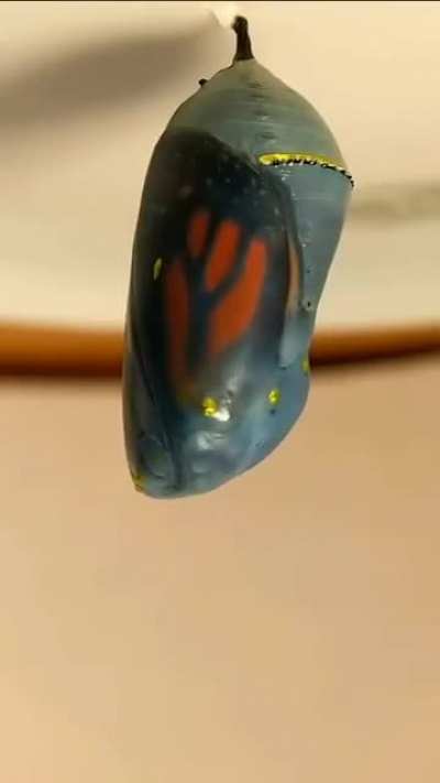 Caterpillar to butterfly