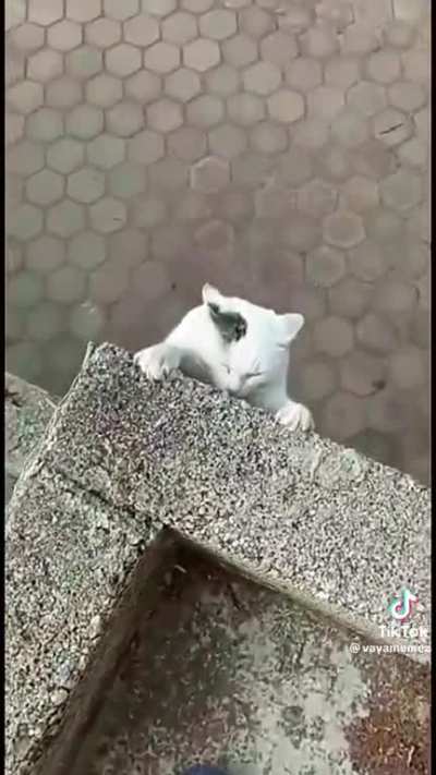 vida longa ao rei