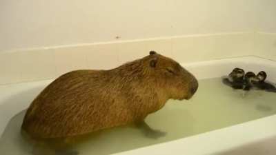Capybara jacuzzi