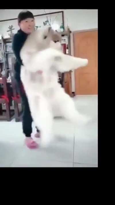That dog video but in the right order