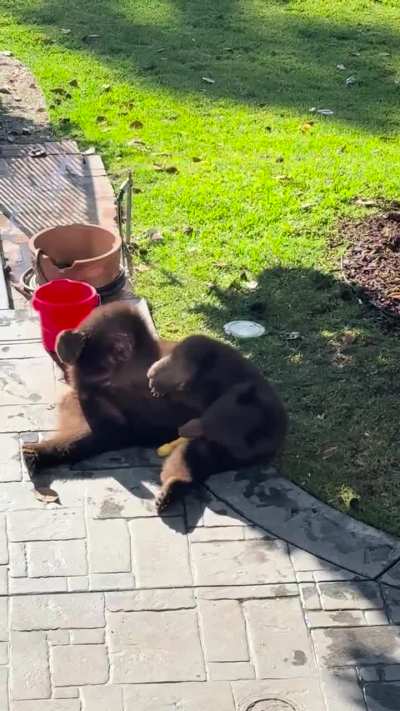 Bear with a dog chewy