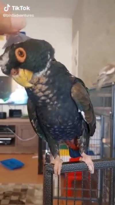 Just floof. No brain.