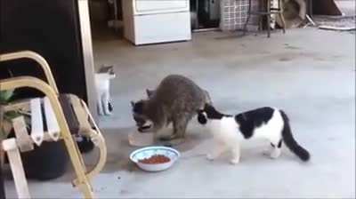 Racoon Teaches Cat's a Trick