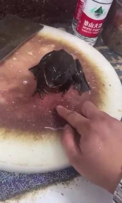 Frog with baby crying voice