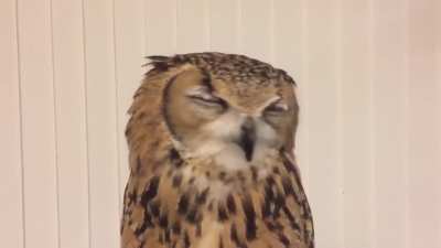 Have you ever seen an owl sneezing?