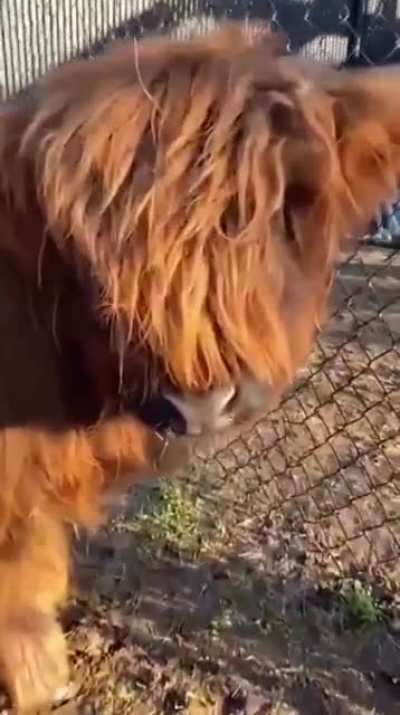 Boop