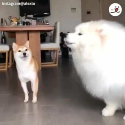 Duet
