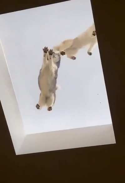 Finally Updog was spotted.