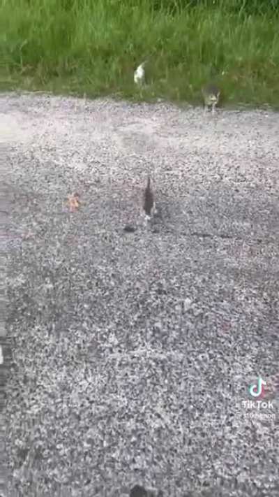 Kitten ambush.