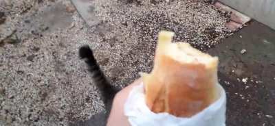 The infamous sandwich thief is back