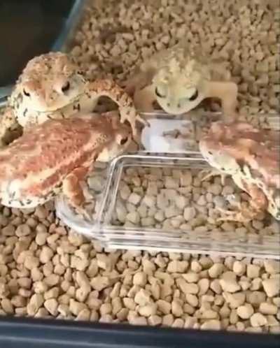 Multiple lizards die inside