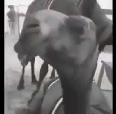 Kyameru🐫