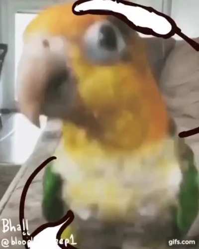Bird with arms